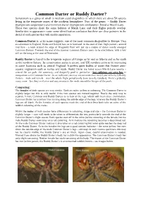 Ruddy Darter and Common Darter