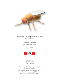 Building a Computational Fly Semester Project