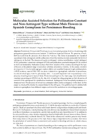 Molecular Assisted Selection for Pollination-Constant and Non-Astringent Type Without Male Flowers in Spanish Germplasm for Persimmon Breeding