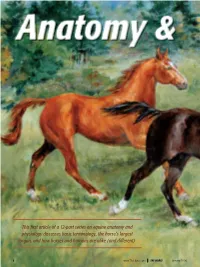 This First Article of a 12-Part Series on Equine Anatomy and Physiology