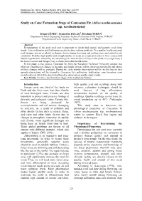 Study on Cone Formation Stage of Caucasian Fir (Abies Nordmanniana Ssp