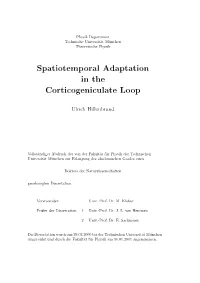 Spatiotemporal Adaptation in the Corticogeniculate Loop