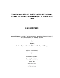 Functions of BRCA1, 53BP1 and SUMO Isoforms in DNA Double-Strand Break Repair in Mammalian Cells