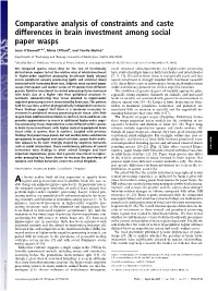 Comparative Analysis of Constraints and Caste Differences in Brain Investment Among Social Paper Wasps