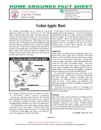 Cedar Apple Rust