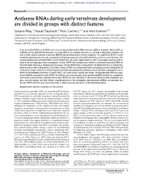 Antisense Rnas During Early Vertebrate Development Are Divided in Groups with Distinct Features