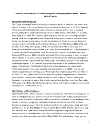 The Status and Occurrence of Curlew Sandpiper (Calidris Ferruginea) in British Columbia