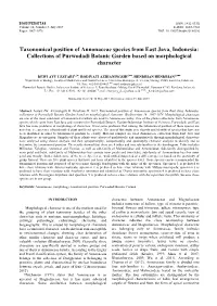 Taxonomical Position of Annonaceae Species from East Java, Indonesia: Collections of Purwodadi Botanic Garden Based on Morphological Character