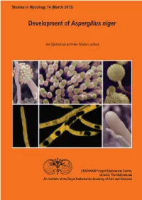 Development of Aspergillus Niger