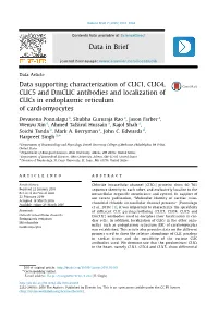 Data Supporting Characterization of CLIC1, CLIC4, CLIC5 and Dmclic Antibodies and Localization of Clics in Endoplasmic Reticulum of Cardiomyocytes