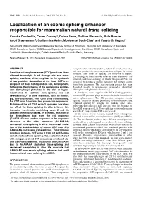 Localization of an Exonic Splicing Enhancer Responsible For