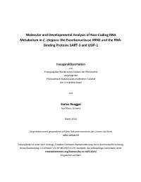 The Exoribonuclease XRN2 and the RNA- Binding Proteins SART-3 and USIP-1