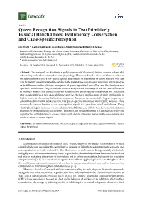 Queen Recognition Signals in Two Primitively Eusocial Halictid Bees: Evolutionary Conservation and Caste-Speciﬁc Perception