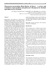 Thinopyrum Intermedium (Host) Barkw. & Dewey