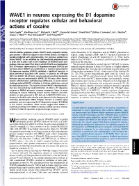 WAVE1 in Neurons Expressing the D1 Dopamine Receptor Regulates Cellular and Behavioral Actions of Cocaine