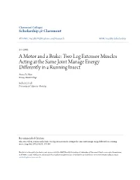 Two Leg Extensor Muscles Acting at the Same Joint Manage Energy Differently in a Running Insect Anna N