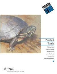 Painted Turtle