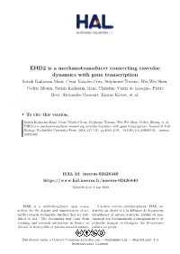EHD2 Is a Mechanotransducer Connecting Caveolae Dynamics with Gene Transcription
