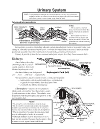 Urinary System