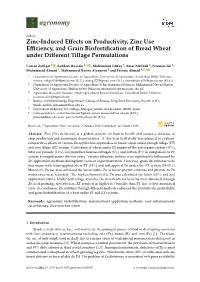 Zinc-Induced Effects on Productivity, Zinc Use Efficiency, and Grain