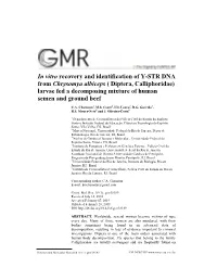 In Vitro Recovery and Identification of Y-STR DNA from Chrysomya Albiceps ( Diptera, Calliphoridae) Larvae Fed a Decomposing Mixture of Human Semen and Ground Beef