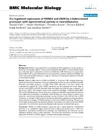 View, USA) with the Gene Specific Primers GSPH2 for HAND2 and GSPD1 for DEIN