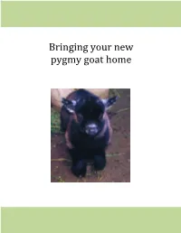 Bringing Your New Pygmy Goat Home