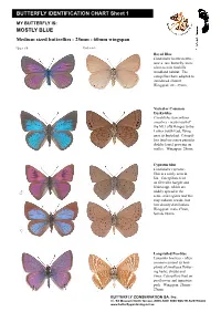 Mostly Blue, Medium Size