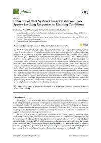 Influence of Root System Characteristics on Black Spruce