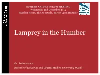 Lamprey in the Humber
