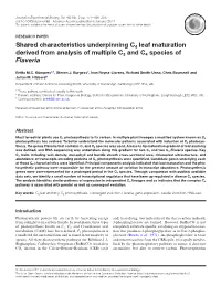 Shared Characteristics Underpinning C4 Leaf Maturation Derived from Analysis of Multiple C3 and C4 Species of Flaveria