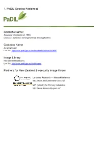 1. Padil Species Factsheet Scientific Name: Common Name Image