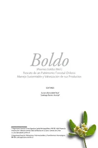 Peumus Boldus Mol.) Rescate De Un Patrimonio Forestal Chileno Manejo Sustentable Y Valorización De Sus Productos