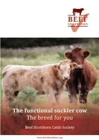 The Functional Suckler Cow the Breed for You