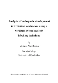 Analysis of Embryonic Development in Tribolium Castaneum Using a Versatile Live Fluorescent Labelling Technique