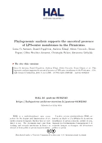Phylogenomic Analysis Supports the Ancestral Presence of LPS-Outer Membranes in the Firmicutes