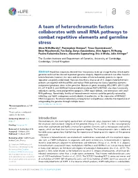 A Team of Heterochromatin Factors Collaborates with Small RNA