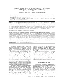Complex Mating Behavior in Adelosgryllus Rubricephalus