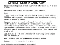 Apiaceae (Carrot Family)