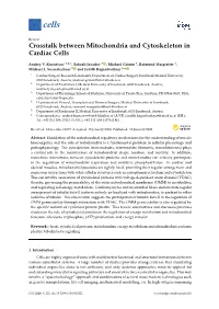 Crosstalk Between Mitochondria and Cytoskeleton in Cardiac Cells