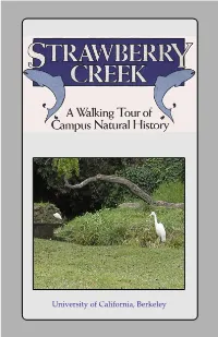 Creeks of UC Berkeley