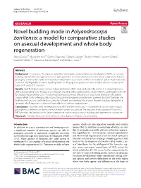 Novel Budding Mode in Polyandrocarpa Zorritensis