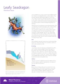 Leafy Seadragon Phycodurus Eques
