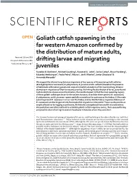 Goliath Catfish Spawning in the Far Western Amazon Confirmed by the Distribution of Mature Adults, Drifting Larvae and Migrating Juveniles