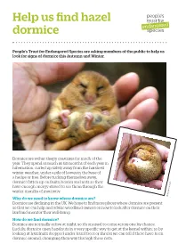 Help Us Find Hazel Dormice