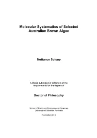 Molecular Systematics of Selected Australian Brown Algae