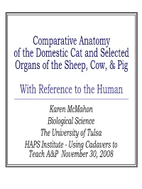Cat Anatomy and Dissection Guide