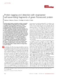 Protein Tagging and Detection with Engineered Self-Assembling Fragments of Green ﬂuorescent Protein