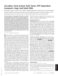 Circadian Clock Protein Kaic Forms ATP-Dependent Hexameric Rings and Binds DNA