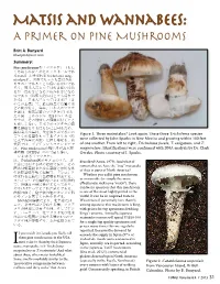 Matsis and Wannabees: a Primer on Pine Mushrooms
